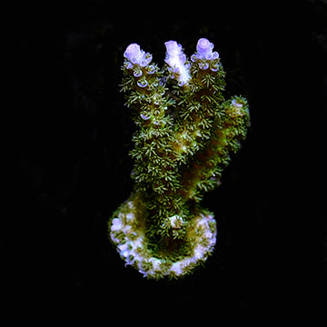 Joe The Coral, Aquacultured ORA®