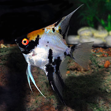 Koi Angelfish