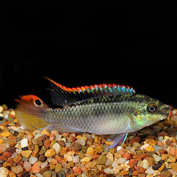 Kribensis Cichlid