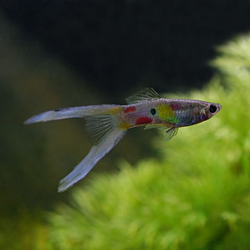  Lyretail Guppy  Livebearers Tropical Fish for Freshwater 