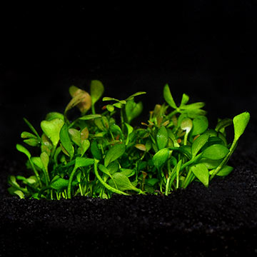 Marsilea hirsuta - Tropica® 1-2-Grow!