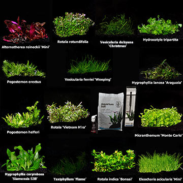 Tropica® 1-2-Grow! Medium Care Plant Packs