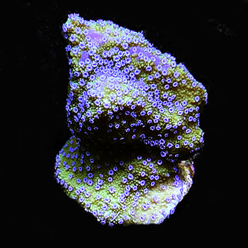 Melonberry Montipora Coral, Aquacultured, ORA®
