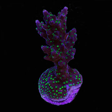 ORA&reg; Aquacultured Purple and Green Micronesian  Acropora Coral