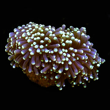 ORA® Aquacultured Micronesian Torch Coral