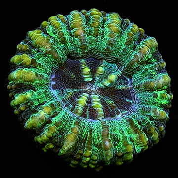 Australian Scolymia Coral, Mini 