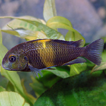 Moorii (Kaiser II) Cichlid