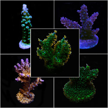 Acropora Frag Pack - Aquacultured ORA®