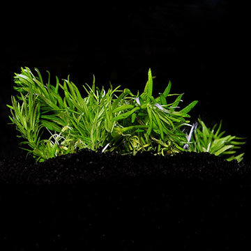 Pogostemon erectus - Tropica® 1-2-Grow!