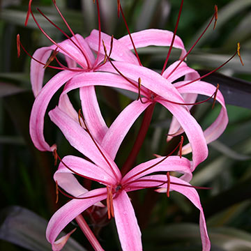 Red Bog Lily