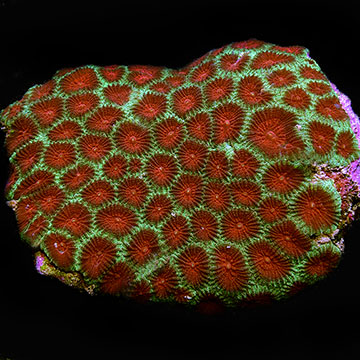 Brain Coral, Green with Red Eyes