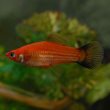 Red Wag Swordtail Group: Tropical Fish for Freshwater Aquariums