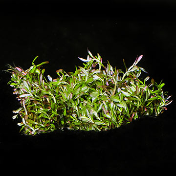 Rotala 'Vietnam H'ra' - Tropica® 1-2-Grow!