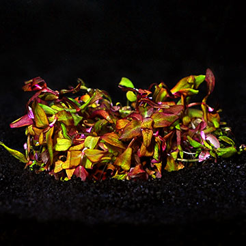 Rotala macrandra - Tropica® 1-2-Grow!