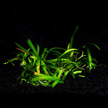 Sagittaria subulata - Tropica® 1-2-Grow!