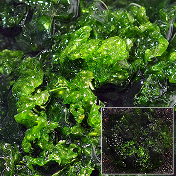 Ulva Lettuce, Aquacultured