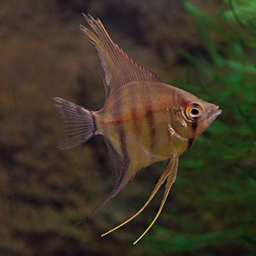 Silver Zebra Angel, Captive-Bred