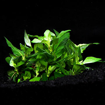 Staurogyne repens - Tropica® 1-2-Grow!