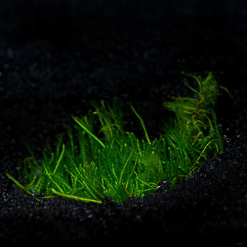 Taxiphyllum 'Flame' - Tropica® 1-2-Grow!