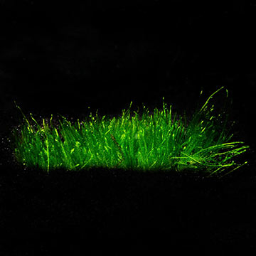 Taxiphyllum 'Spiky' - Tropica® 1-2-Grow!