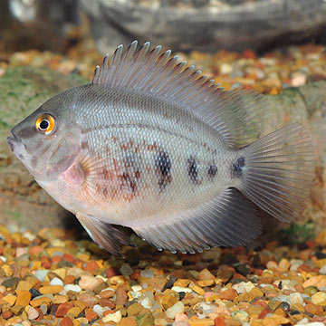 Uaru Cichlid