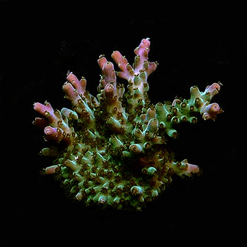 ORA&reg; Aquacultured Verde Acropora Coral