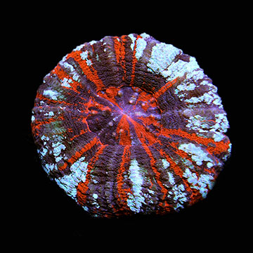 Scolymia Coral , Warpaint