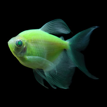 GloFish®, Electric Green® Longfin Tetra Group