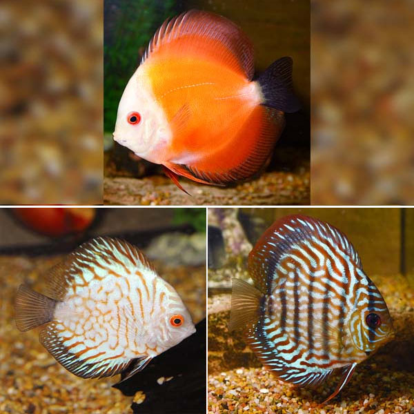 Assorted Premium Discus - 3 Pack Assorted Premium Discus - 3 Pack