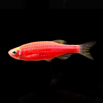 GloFish®, Starfire Red® Danio