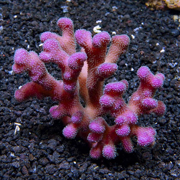 Pink Stylophora Coral