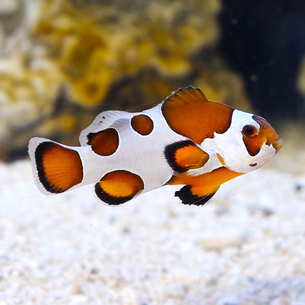 Orange Storm Clownfish, Captive-Bred Orange Storm Clownfish, Captive-Bred