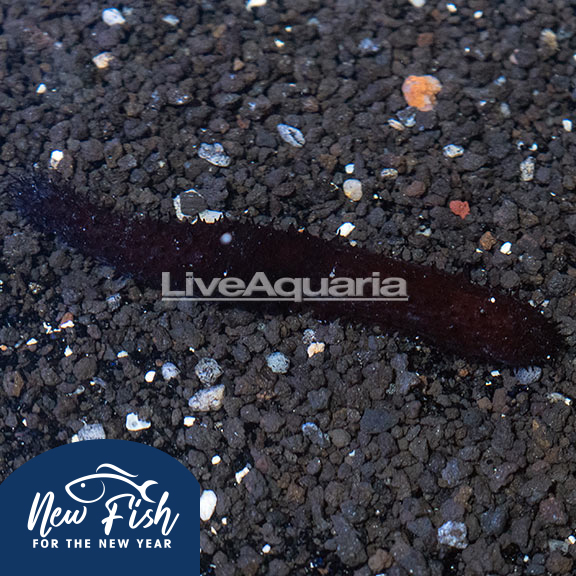 Greenfish Sea Cucumber EXPERT ONLY Greenfish Sea Cucumber EXPERT ONLY