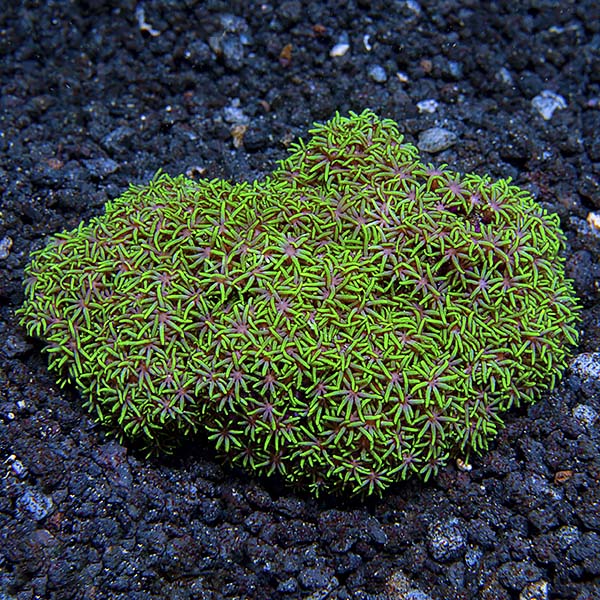 Metallic Green Starburst Polyp