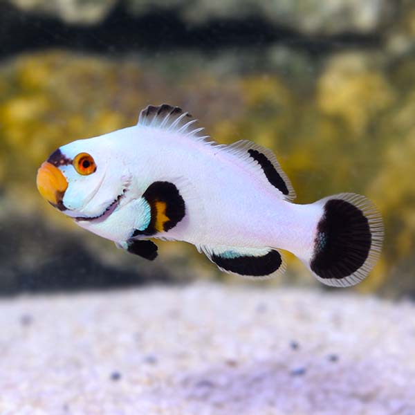Platinum Ocellaris Clownfish, Captive-Bred Platinum Ocellaris Clownfish, Captive-Bred