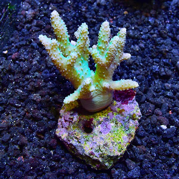 Biota Aquacultured Fuzzy Fat Finger Coral Biota Aquacultured Fuzzy Fat Finger Coral