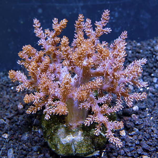 Kenya Tree Coral Kenya Tree Coral