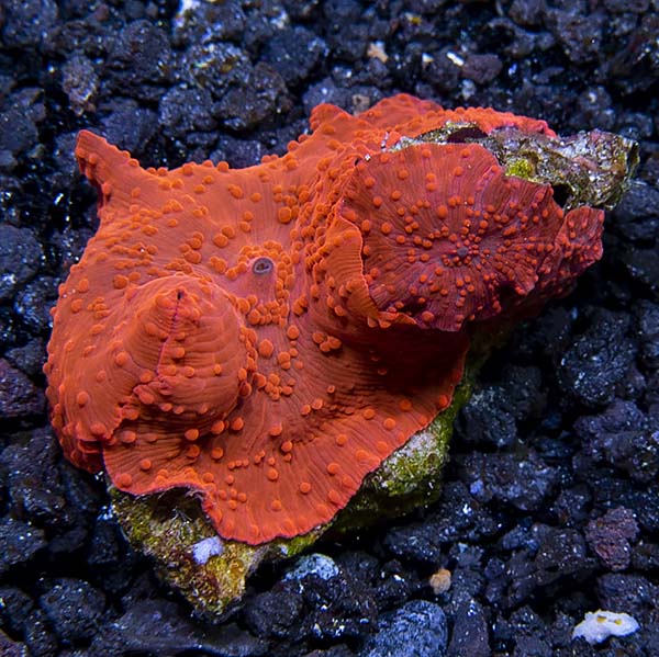 Red Mushroom Coral