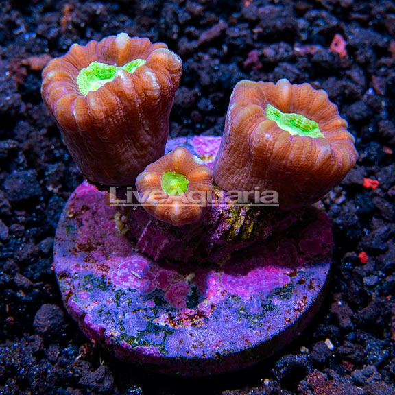 Candy Cane Coral, Aquacultured ORA® Candy Cane Coral, Aquacultured ORA®