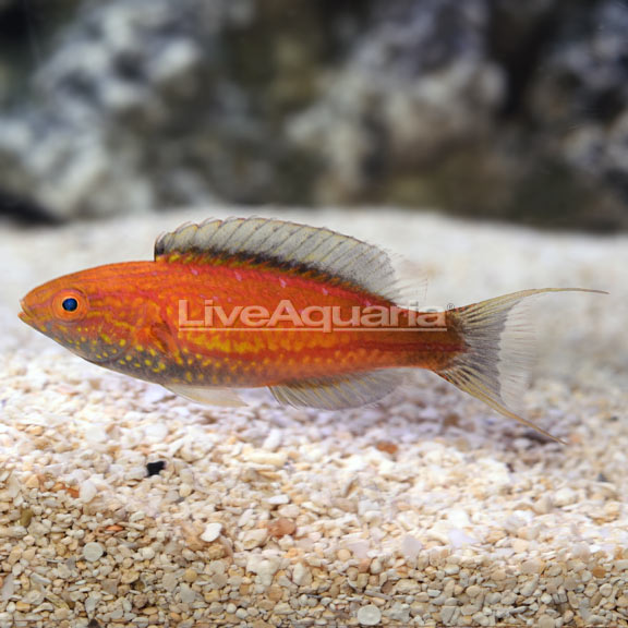 Lunate Fairy Wrasse