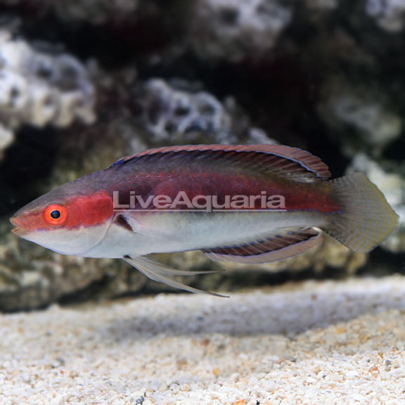 Katherine's Fairy Wrasse Katherine's Fairy Wrasse