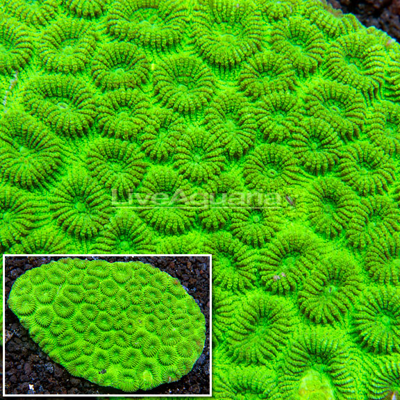 Brain Coral, Green