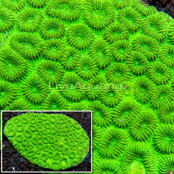 Brain Coral, Green Brain Coral, Green