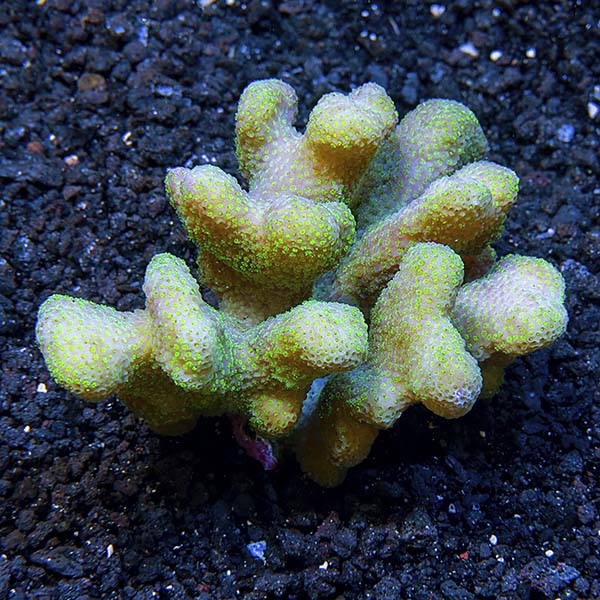 Green Stylophora Coral