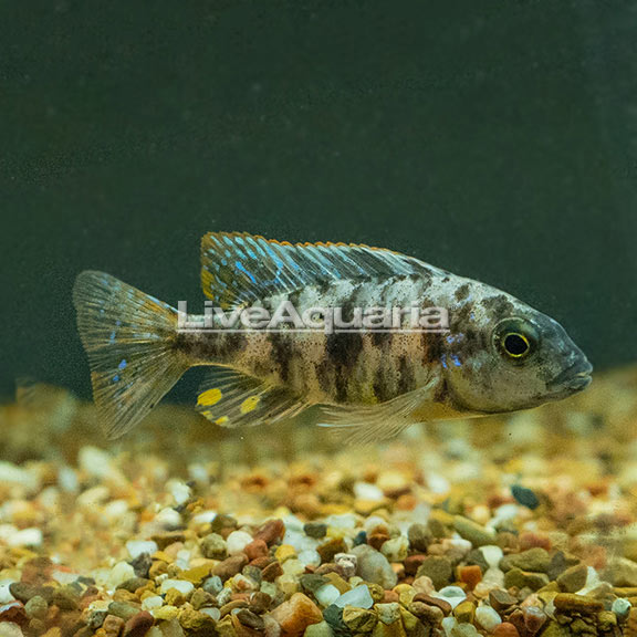 Ellioti Cichlid Ellioti Cichlid