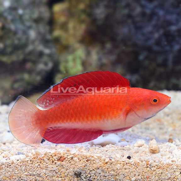 Redfin Wrasse Redfin Wrasse