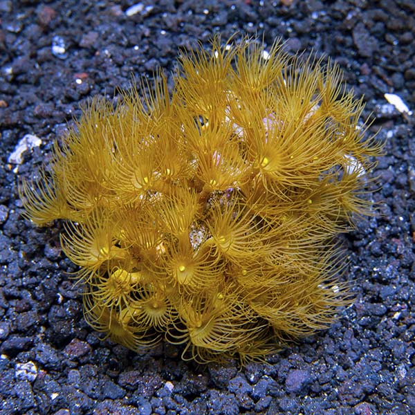 Colony Polyp, Yellow Colony Polyp, Yellow