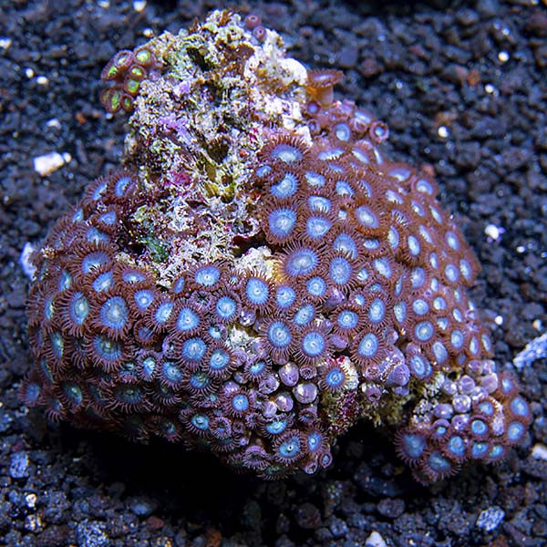 Colony Polyp, Blue Colony Polyp, Blue