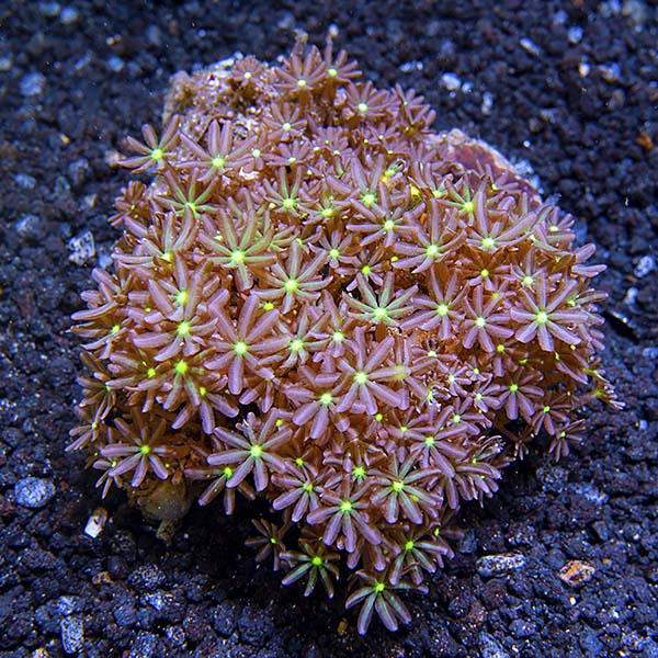 Clove Polyp Rock Clove Polyp Rock