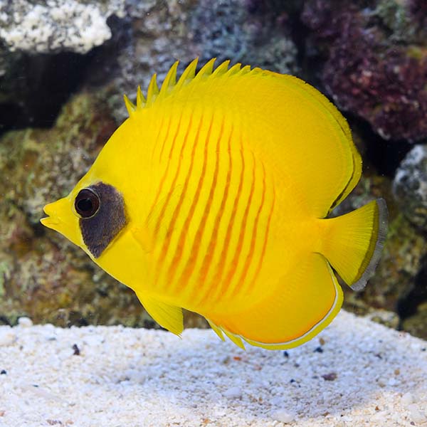 Golden Semilarvatus Butterflyfish